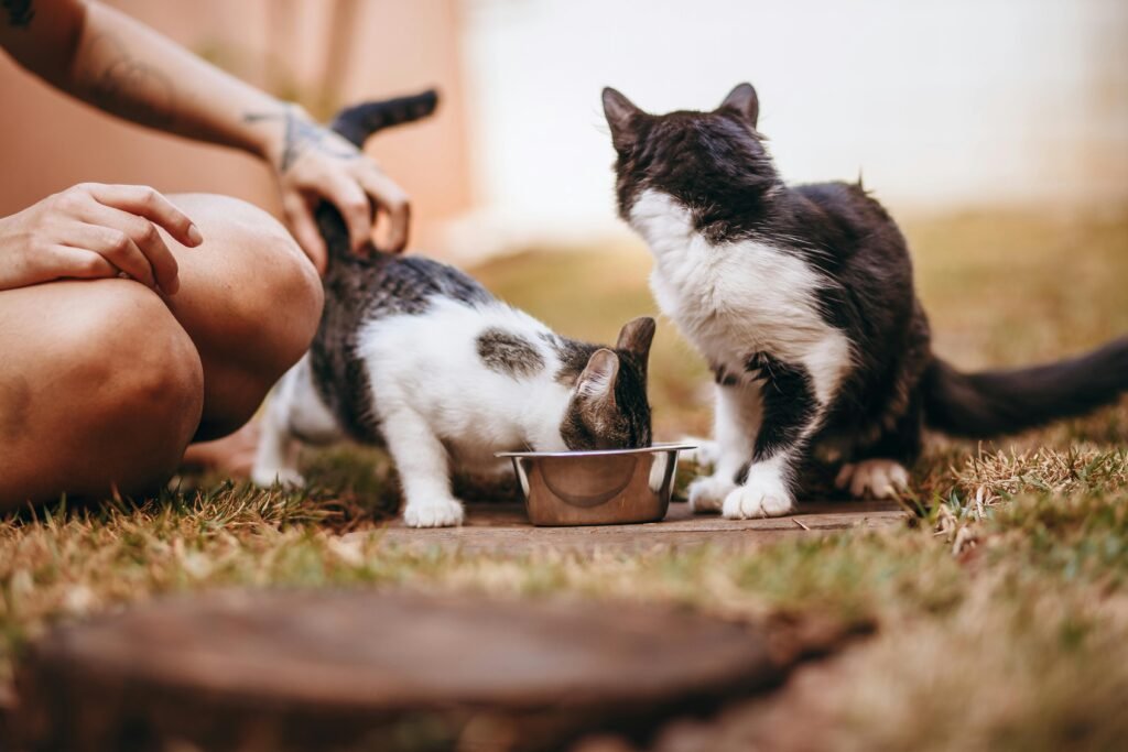 É possível identificar um narcisista pelos seus hábitos alimentares? Evidências e implicações 1 É possível identificar um narcisista pelos seus hábitos alimentares? Evidências e implicações