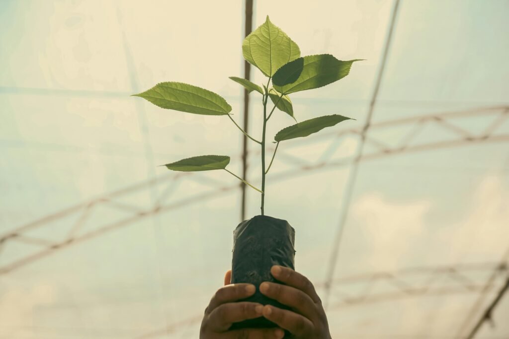 A Primeira Coisa a Fazer com Suas Plantas Quando Você Voltar de Férias 1 A Primeira Coisa a Fazer com Suas Plantas Quando Você Voltar de Férias