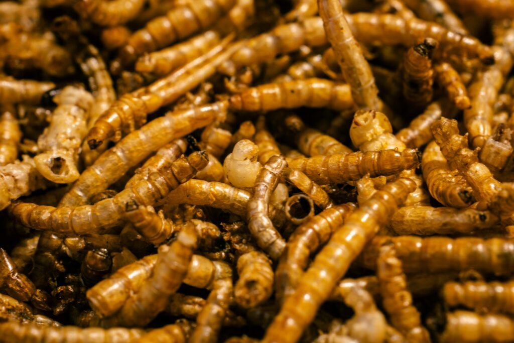 Entomofagia: Substituindo a Carne por Insetos – Uma Abordagem Nutricional, Ambiental e Cultural 1 Entomofagia: Substituindo a Carne por Insetos – Uma Abordagem Nutricional, Ambiental e Cultural