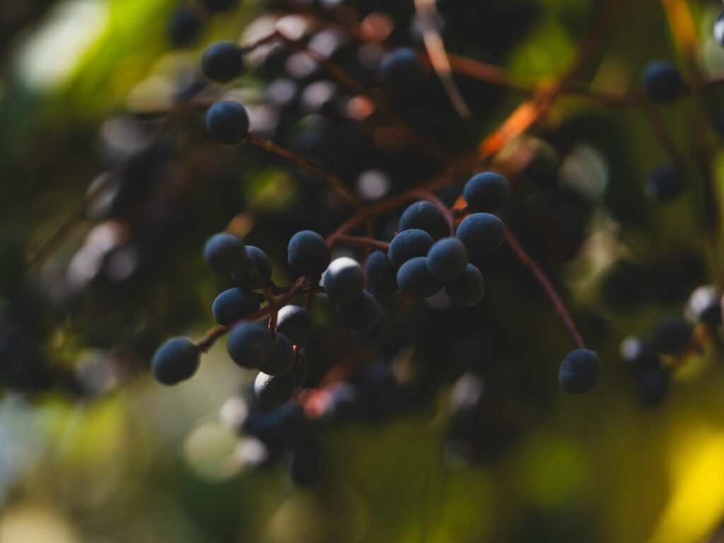 Vitaminas Essenciais para a Saúde: Benefícios, Fontes e Dicas para uma Alimentação Equilibrada 1 Vitaminas Essenciais para a Saúde: Benefícios, Fontes e Dicas para uma Alimentação Equilibrada